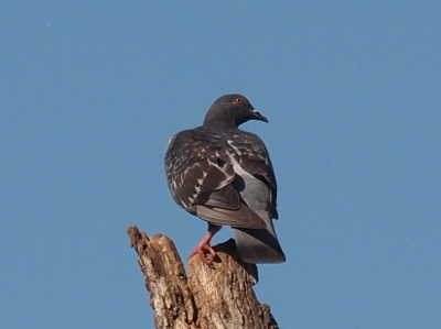 [The pigeon is mostly dark grey with constrasting light grey on some feather edges and the upper part of its tail. The pigeon has its back to the camera, but its head is turned toward the right exposing the white bar across its dark bill.]